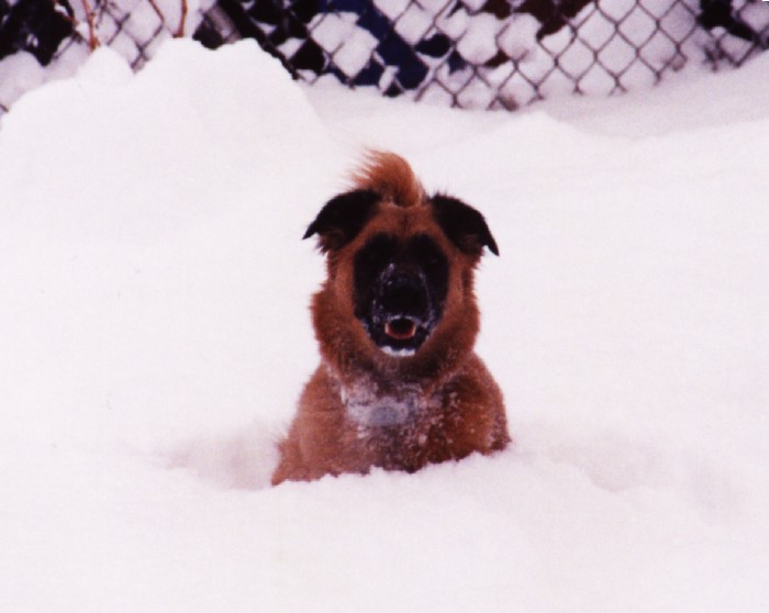Name:  Koffee Snow6.jpg
Views: 498
Size:  52.8 KB