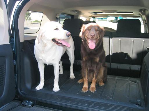 Name:  dogs.JPG
Views: 366
Size:  35.7 KB