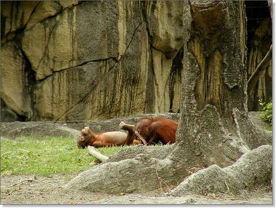 Name:  Happy%20Monkey.jpg
Views: 338
Size:  62.7 KB