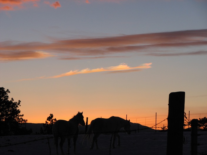 Name:  HorseSunsetDPark.JPG
Views: 271
Size:  55.9 KB