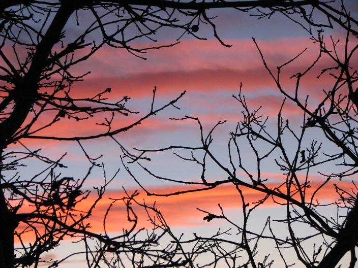 Name:  sunsettree.JPG
Views: 267
Size:  162.1 KB