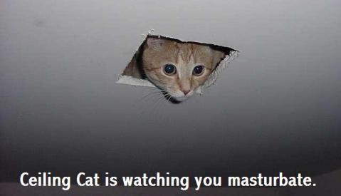 Name:  ceilingcat1ra.jpg
Views: 1116
Size:  10.9 KB