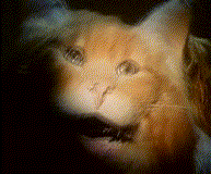 Name:  catmouth.gif
Views: 960
Size:  180.9 KB