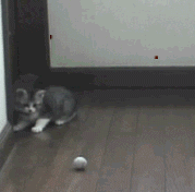 Name:  KittenPounceExplosion.gif
Views: 895
Size:  175.2 KB