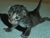 Name:  avatar1496_1.gif
Views: 616
Size:  20.3 KB