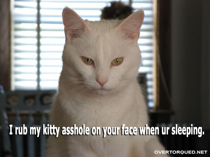 Name:  mad-kitty.jpg
Views: 846
Size:  84.6 KB