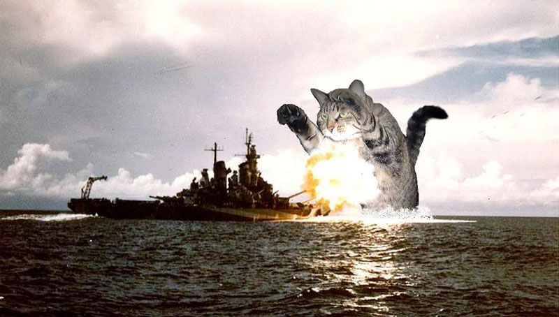 Name:  cat_midway.jpg
Views: 484
Size:  76.5 KB