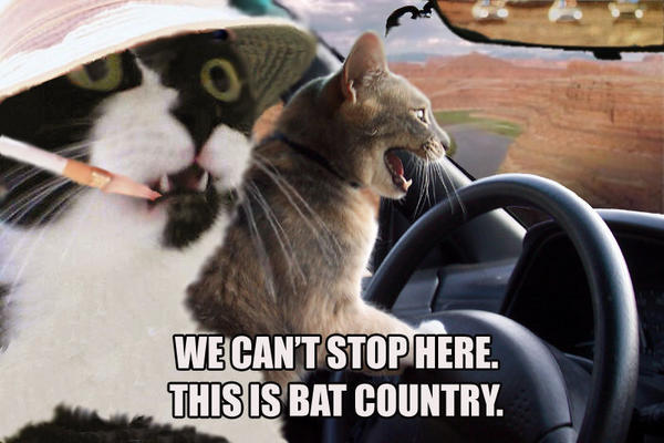 Name:  cats_bat_county.jpg
Views: 576
Size:  43.8 KB