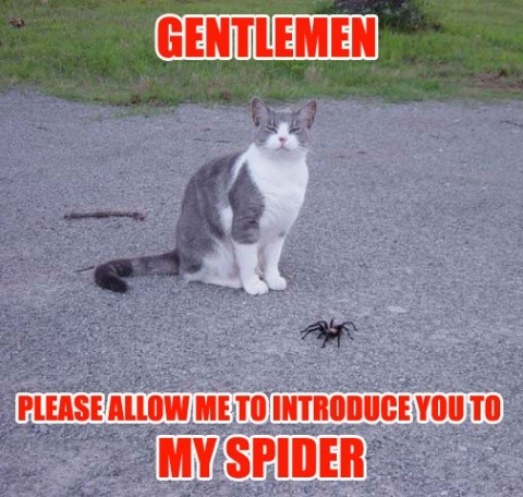 Name:  cat21.jpg
Views: 426
Size:  72.3 KB