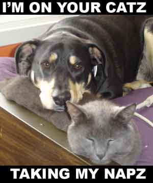 Name:  dogcat.jpg
Views: 517
Size:  10.3 KB