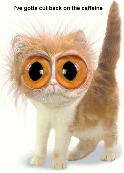 Name:  CaffeineCat.jpg
Views: 504
Size:  22.1 KB