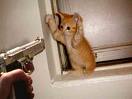 Name:  Cat2.jpg
Views: 445
Size:  2.9 KB