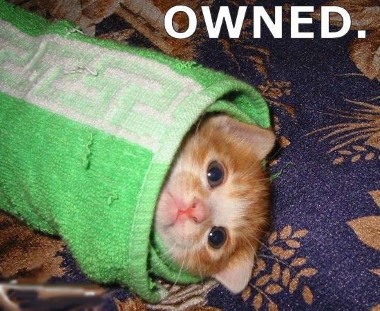 Name:  kitten_owned.jpg
Views: 409
Size:  95.9 KB