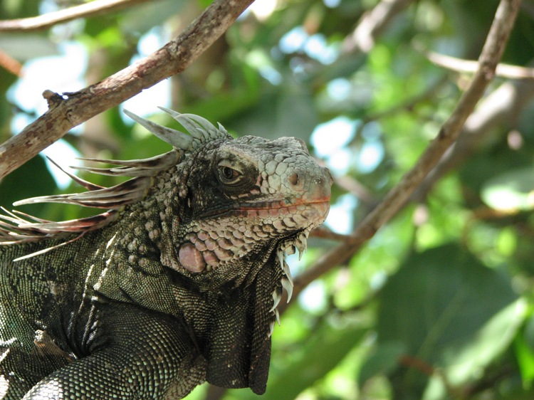 Name:  iguana.jpg
Views: 285
Size:  143.5 KB