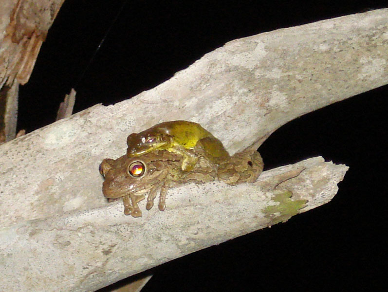 Name:  frogs.jpg
Views: 296
Size:  131.3 KB
