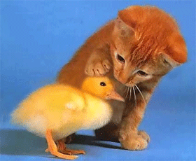 Name:  cfheo3.gif
Views: 399
Size:  167.1 KB