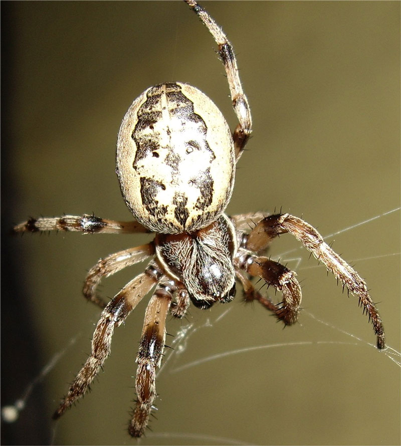Name:  gardenorb_spider.jpg
Views: 821
Size:  127.2 KB