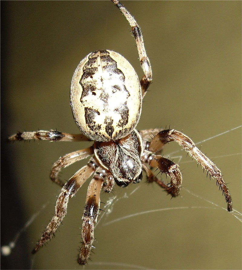Name:  gardenorb_spider.jpg
Views: 896
Size:  127.2 KB
