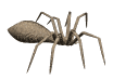Name:  brownspidflip04.gif
Views: 789
Size:  14.0 KB