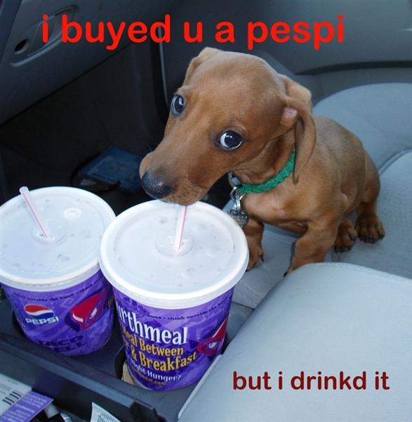 Name:  dog_drinkd_pepsi (Medium).jpg
Views: 346
Size:  43.0 KB