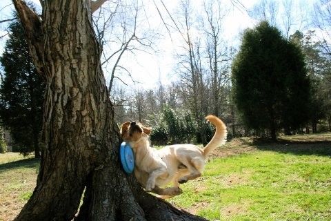 Name:  dogbj8.jpg
Views: 647
Size:  47.0 KB