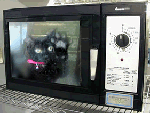 Name:  kittymicrowave.gif
Views: 554
Size:  27.5 KB