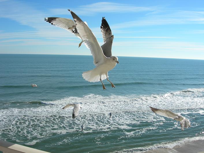 Name:  seagull hangtime.JPG
Views: 2149
Size:  75.6 KB