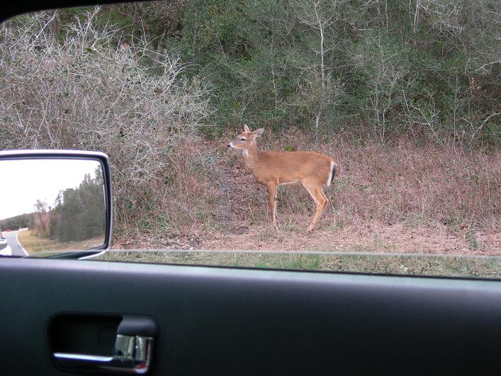 Name:  deer.JPG
Views: 2174
Size:  100.2 KB