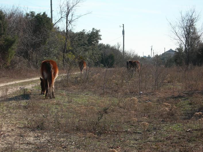 Name:  wildhorses.JPG
Views: 2798
Size:  104.0 KB
