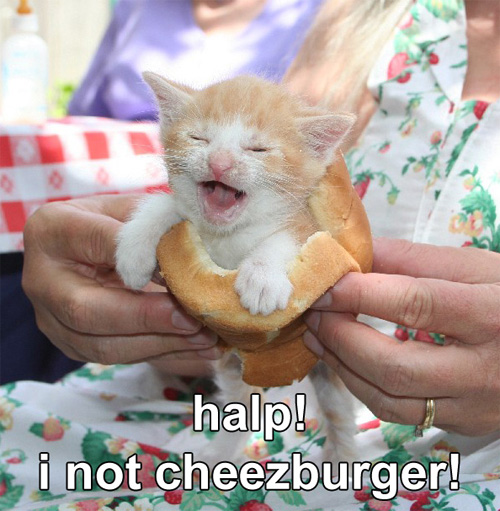 Name:  cat5.jpg
Views: 324
Size:  102.1 KB