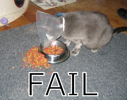 Name:  cat7.jpg
Views: 325
Size:  63.8 KB