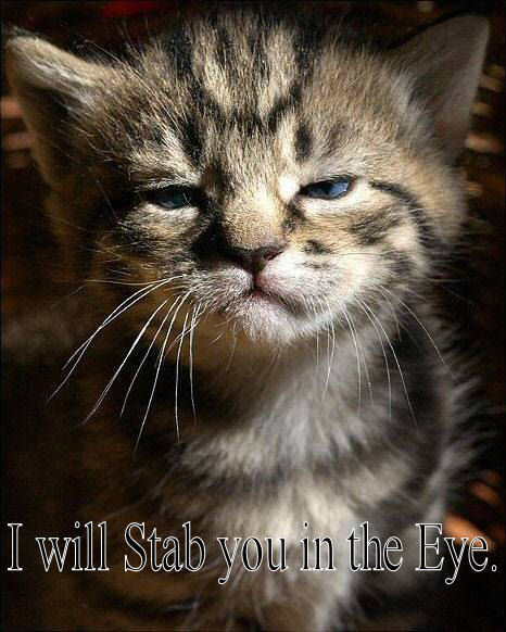 Name:  cat10.jpg
Views: 333
Size:  67.6 KB