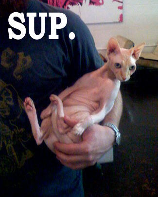 Name:  cat13.jpg
Views: 308
Size:  35.3 KB