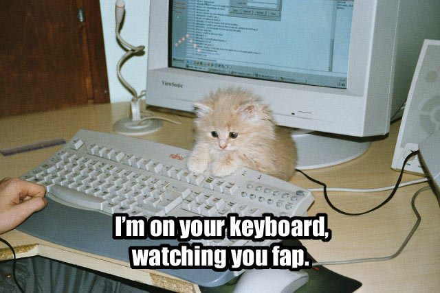 Name:  cat16.jpg
Views: 451
Size:  69.9 KB