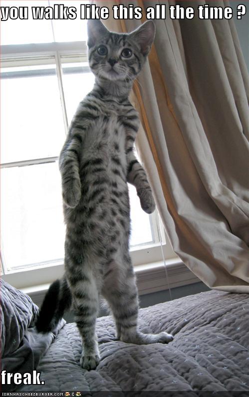 Name:  cat17.jpg
Views: 374
Size:  59.5 KB
