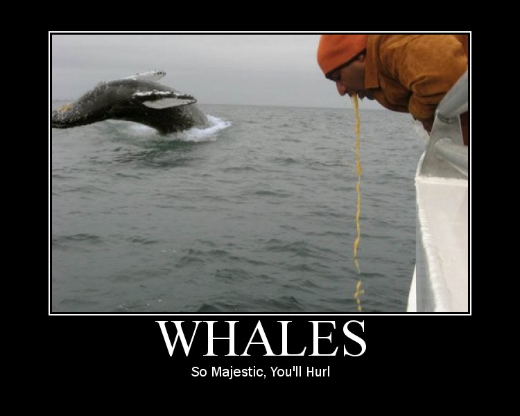 Name:  whales.jpg
Views: 318
Size:  59.7 KB