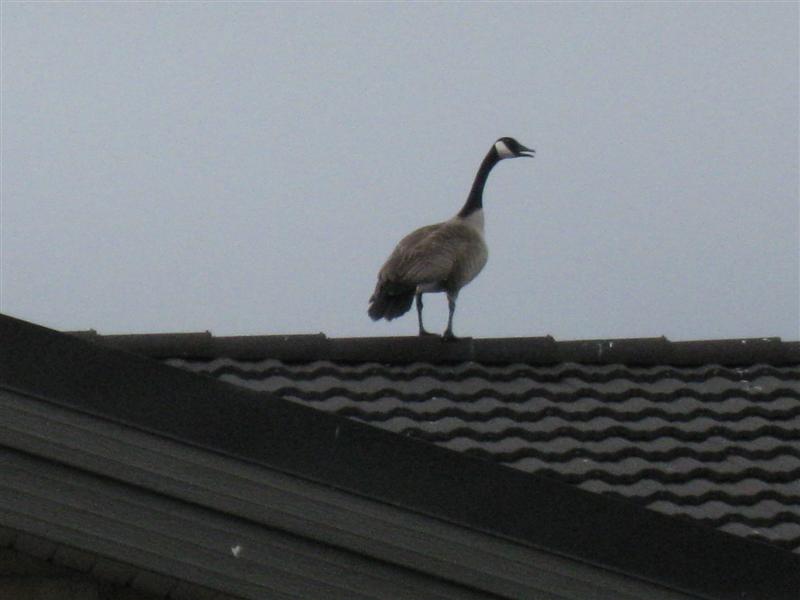Name:  IMG_0331 (Medium).JPG
Views: 443
Size:  39.9 KB