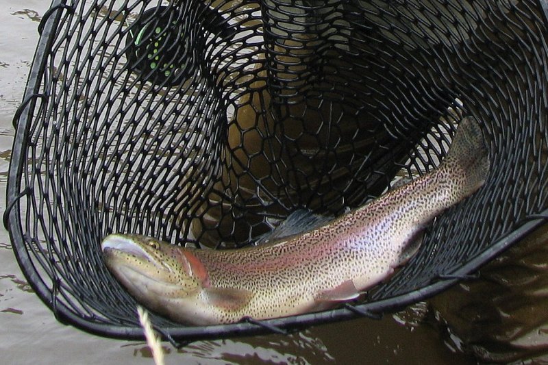 Name:  nicetrout.jpg
Views: 518
Size:  138.7 KB