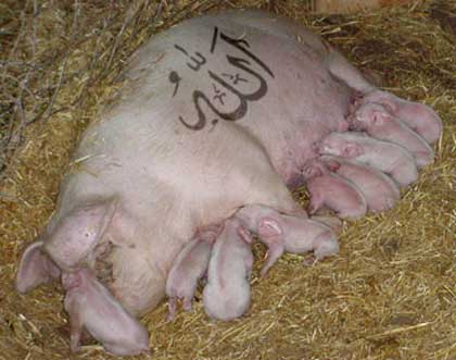 Name:  allah_pig.jpg
Views: 253
Size:  20.4 KB