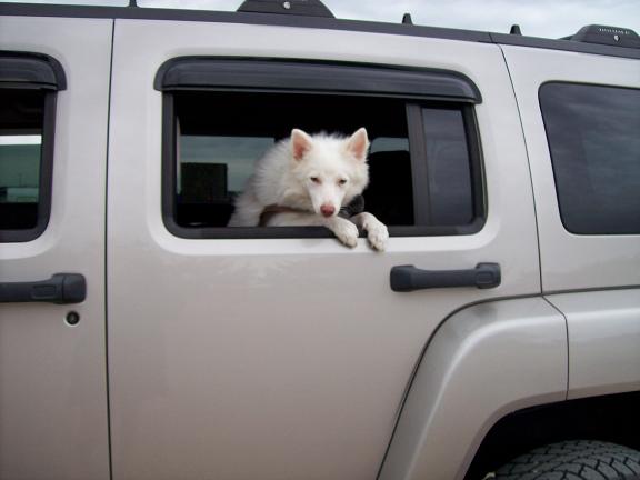 Name:  boo window.JPG
Views: 2144
Size:  30.1 KB