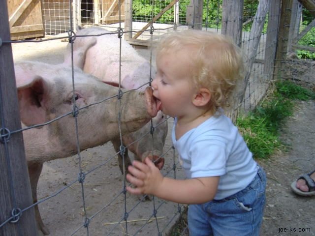 Name:  PigKiss.jpg
Views: 374
Size:  61.5 KB