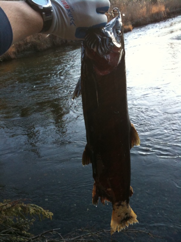 Name:  salmon.jpg
Views: 1024
Size:  132.2 KB