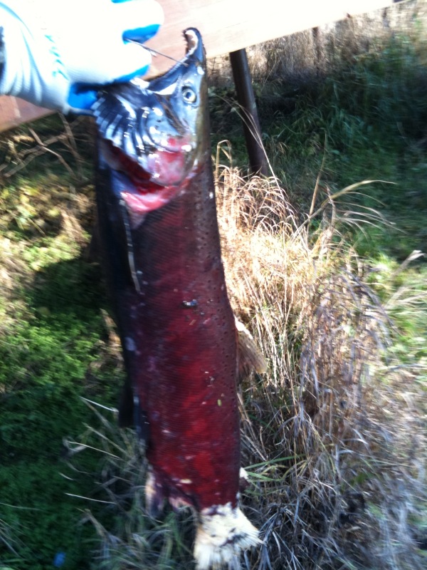 Name:  salmon 2.jpg
Views: 1091
Size:  182.5 KB