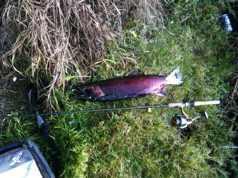 Name:  salmon 3.jpg
Views: 1208
Size:  266.5 KB