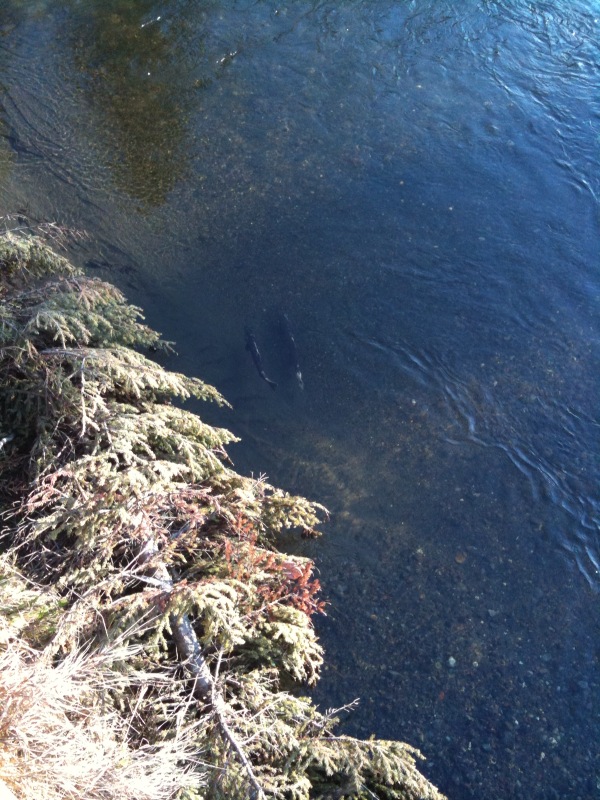 Name:  salmon 4.jpg
Views: 1060
Size:  202.5 KB