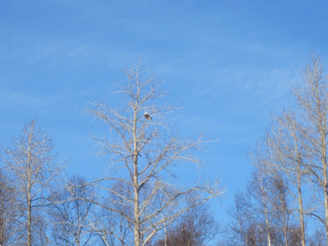 Name:  IMG_0820.JPG
Views: 723
Size:  111.2 KB