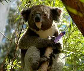 Name:  koala.jpg
Views: 357
Size:  11.5 KB