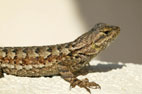 Name:  lizard.jpg
Views: 382
Size:  4.0 KB
