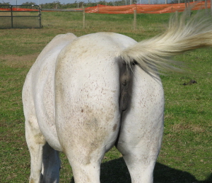 Name:  Horses_ass_1.jpg
Views: 512
Size:  59.4 KB